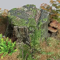 Lush Moss Covered Wooden Stump with Ferns and Mushrooms in Natural Setting