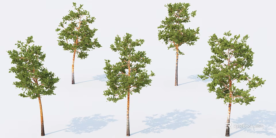 Green Leafy Arbor Trees With Brown Trunks And Shadows Against White Background 3d model