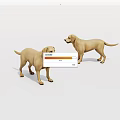 Two Yellow Labrador Retrievers Standing And Facing Each Other In White Background