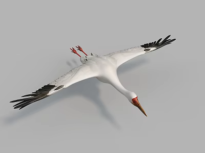 Flying White Stork With White Feathers Black Wing Tips And Red Legs In Gray Sky 3d model