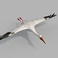 Flying White Stork With White Feathers Black Wing Tips And Red Legs In Gray Sky