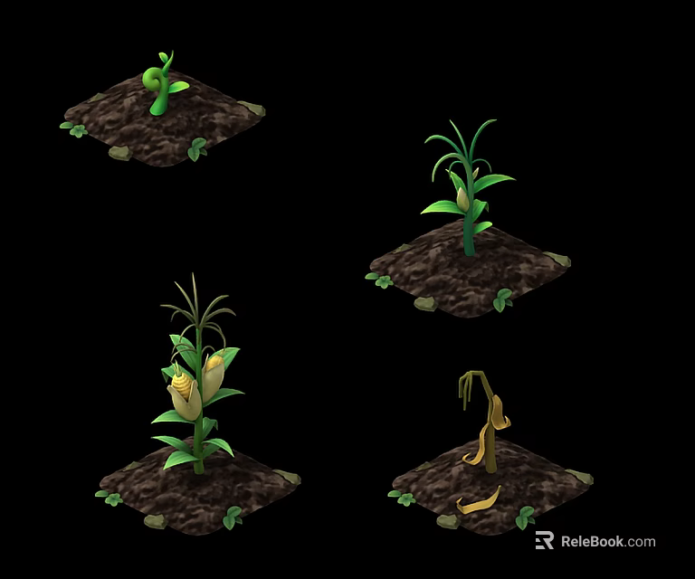 Corn Plant Growth Stages Showing Seedling Growing Mature And Withered Phases 3d model 