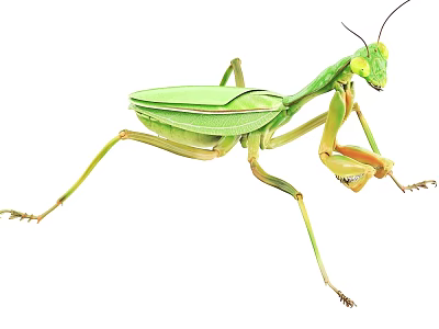 Detailed Closeup View Of Green Flying Mantis Insect With Transparent Wings 3d model