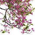 Lush Pink Flowering Vines Growing With Curved Stems And Dense Blooms