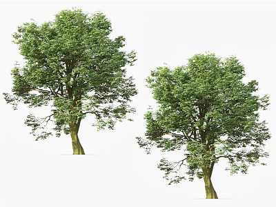 Green Leafy Trees with Healthy Trunks and Lush Foliage in Natural Environment 3d model