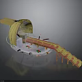 Futuristic Architectural Model Featuring Curved Structure Bridge Platform And Colorful Elements