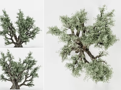 Lush Foliage Arbor Tree With Thick Trunk And Branching Structure For Landscaping Design 3d model