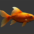 Orange Red Goldfish Featuring Shiny Scales Yellow Fins And Tail On Dark Background