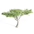 Two Acacia Trees As Garden Ornamental Plants For Outdoor Landscape Design