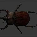 Detailed Brown Rhinoceros Beetle With Large Horn On Dark Gray Background