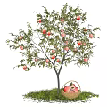 Apple Tree Loaded with Red Apples and Basket of Apples on Green Grass