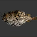 Natural Marine Scene Featuring Inflated Pufferfish with Spotted Body and Sharp Spines in Ocean Habitat
