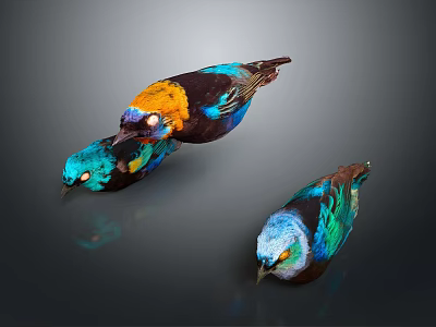 Three Colorful Birds With Vibrant Blue Yellow Green Feathers On Dark Background 3d model
