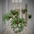 Lush Hanging Basket Plants Decorating Bright Hallway With White Walls And Wooden Floor