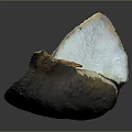 Beautiful Mollusk Shell Featuring White And Brown Hues On Black Surface