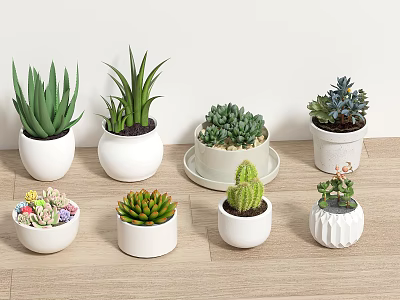 Various Potted Succulent and Cactus Plants in White Ceramic Pots on Wooden Floor 3d model