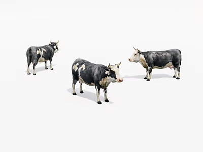 Three Black And White Cows Standing Together Isolated On White Background 3d model