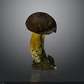 Mushroom Organ And Hair Structure With Brown Cap Yellow Stem And Soil Base