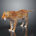A Yellow Leopard with Black Spots Standing on Dark Reflective Surface