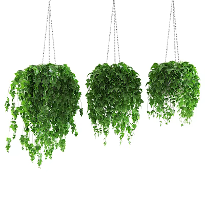 Lush Trailing Hanging Basket Plants With Vibrant Green Foliage For Indoor Decoration 3d model