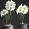 White Amaryllis Flowers In Black Geometric Pot With Pebbles And Green Stems