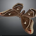 Brown Butterfly With White Spots Black Stripes And Red Eye Like Patterns On Wings