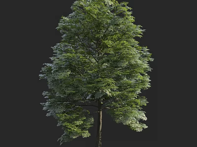 Tall Arbor With Lush Green Foliage And Strong Trunk In Natural Setting 3d model