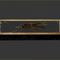 Large Mosquito Specimen In Glass Display Case With Golden Frame On Black Background