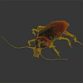 Red and black cockroach with long antennae on gray background in realistic lighting