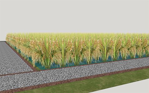 modern paddy field ecological paddy field 3d model