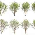 Rough Leaf Tree Landscape Tree 3d model