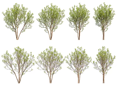 Rough Leaf Tree Landscape Tree 3d model