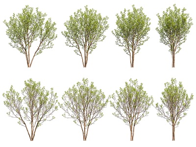 Rough Leaf Tree Landscape Tree 3d model