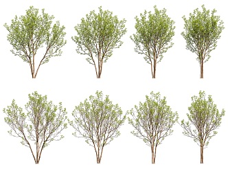 Rough Leaf Tree Landscape Tree 3d model