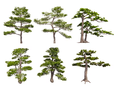 Different Arbor Specimens With Unique Crown Shapes And Trunk Forms For Garden Landscaping 3d model