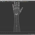 Human Arm and Hand Organ Structure with Natural Skin and Hair Details