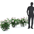 Fresh Pink And White Roses In Vase With Lush Green Leaves Decor