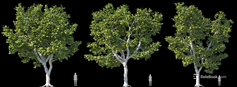 Tall Tree with Lush Green Leaves Trunk and Human Figures for Scale on Black Background 3d model 