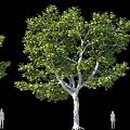 Tall Tree with Lush Green Leaves Trunk and Human Figures for Scale on Black Background