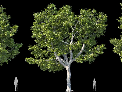 Tall Tree with Lush Green Leaves Trunk and Human Figures for Scale on Black Background 3d model