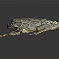 Gray Green Spotted Tree Frog With Open Mouth And Textured Limbs