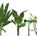 Various Potted Tropical Plants With Large Green Leaves For Indoor Decoration