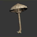 Brown Spotted Mushroom With Slender Stem And Root Like Base Structure