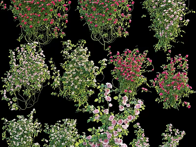 Vibrant Colorful Flowering Plants With Pink White Red Blooms And Green Vines 3d model