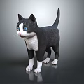 Black and White Cat with Blue Eyes Standing on Shiny Reflective Surface