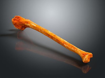 thigh bone knee bone leg bone joint life supplies 3d model