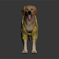 Labrador Dog Wearing Yellow Shirt With Leaf Pattern Standing On White Background