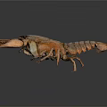 Detailed Orange Brown Crayfish with Claws and Segmented Body on Dark Background