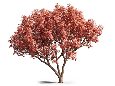 Natural Lush Arbor Featuring Red Foliage And Brown Trunk In Isolated Setting 3d model