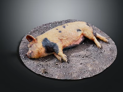 Modern wild boar sleeping pig mountain pig 3d model
